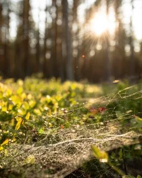Pine forest in Norway Stock Photos