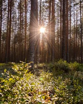 Pine forest in Norway Stock Photos