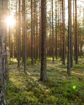 Pine forest in Norway Stock Photos