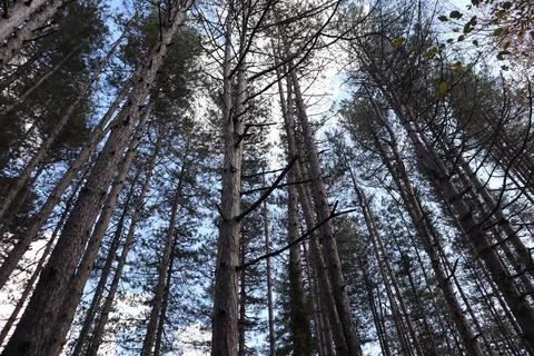 Pine forest. Old growth pine trees rise upward toward the sky. Stock Photos