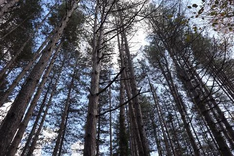Pine forest. Old growth pine trees rise upward toward the sky. Stock Photos