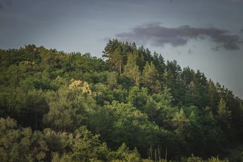 Pine forest outside the city Stock Photos