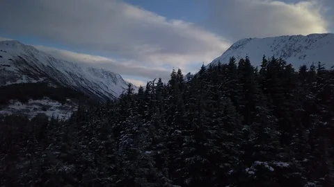 Pine forest over looking the snow capped mountains Stock Footage 104529575