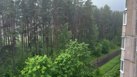 A pine forest overgrown with rainwater next to a residential building 動画素材 337359602