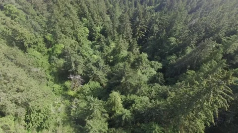 Pine Forest Overhead Vidéo 66270316