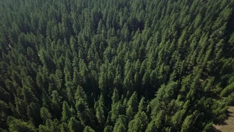 Pine Forest Overhead Video stock 134546984