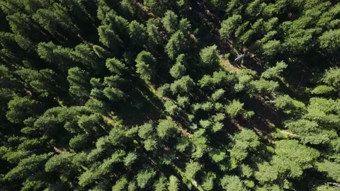 Pine Forest Overhead Video stock 134547338