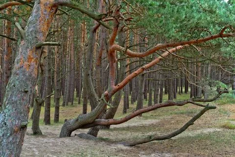 Pine forest in Palenga not far from the sea. Stock Photos