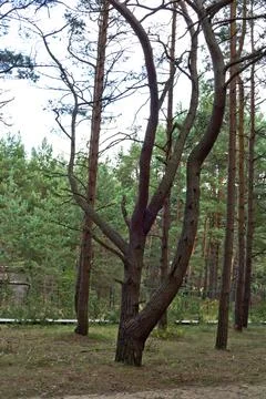Pine forest in Palenga not far from the sea. Stock Photos
