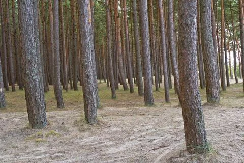 Pine forest in Palenga not far from the sea. Stock Photos