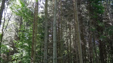 Pine forest pan shot  in bright sunshine, Stock Footage 108648761