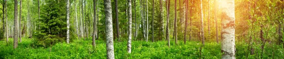 Pine forest panorama Stock Photos