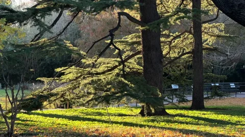 The pine forest in the park Stock Footage 165014492