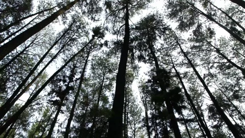 Pine Forest Park. Nature view Stock Footage 297739494