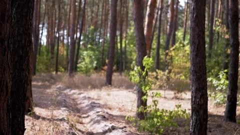 Pine Forest Path Stock Footage 293185158