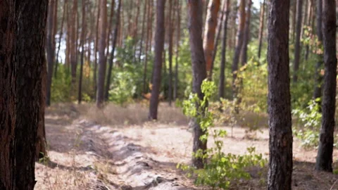 Pine Forest Path Stock Footage 293273220