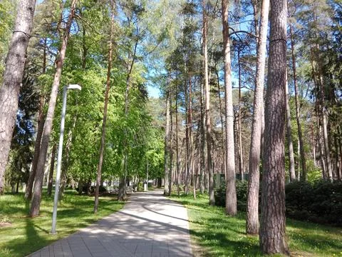 Pine Forest Path in Jurmala, Latvia on a Sunny Day Stock Photos
