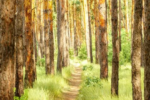 Pine forest. Path in the Pine Forest Stock Photos