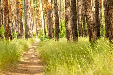 Pine forest. Path in the Pine Forest 写真素材