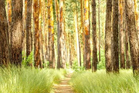 Pine forest. Path in the Pine Forest 写真素材