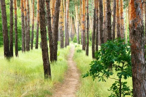 Pine forest. Path in the Pine Forest Stock Photos