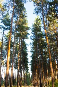 Pine forest. Path in the Pine Forest Stock Photos