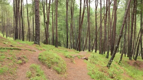 Pine Forest Path - Slow Camera Tilt Up in Green Woods Stock Footage 312482645