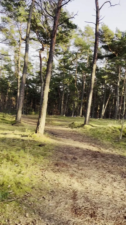 Pine Forest Path with Soft Sunlight Stock Footage 340912510