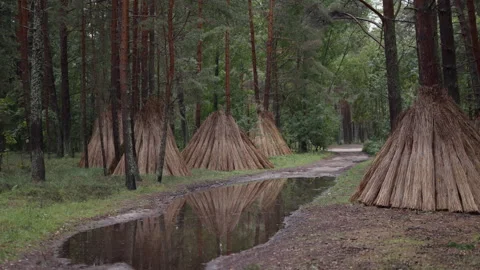 Pine forest path with standing water and conical reed bundles around tree trunks Stock Footage 344771155