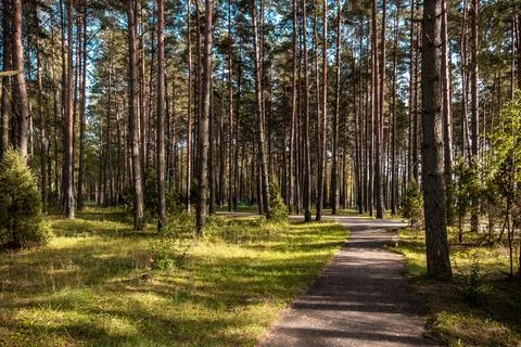 Pine Forest with Path. Sunlight and Shadows on Moss. Stock Photos