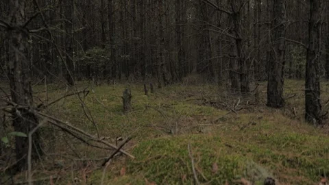 Pine Forest Path Tilt Up from Mossy Ground to Tree Line Stock Footage 343130687