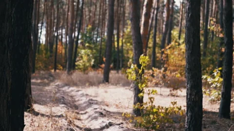 Pine Forest Pathway Stock Footage 293268861