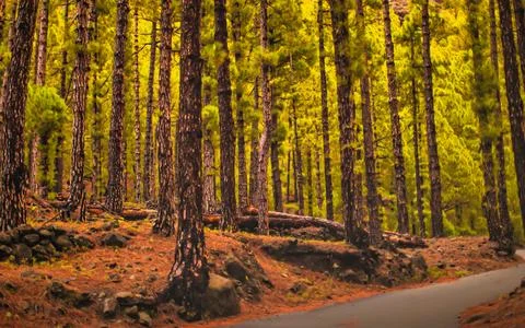 Pine forest pathway with sunlit yellow green pine needles and rocky ground .. Stock Photos