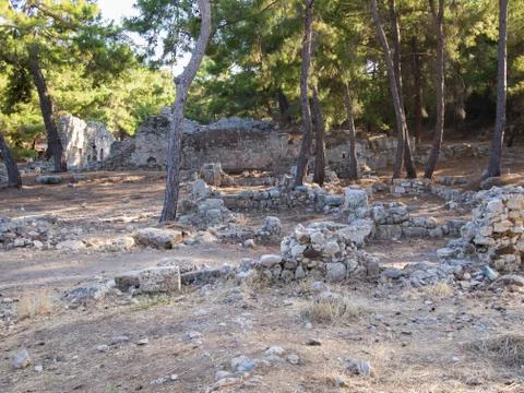 Pine forest in Phaselis 스톡 사진