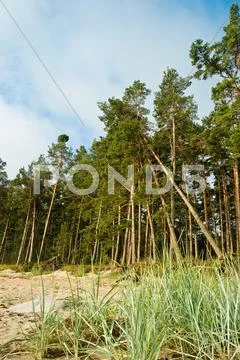 Pine forest Stock Photos
