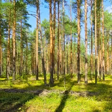 Pine forest Foto stock