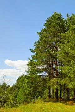 Pine forest Stock Photos