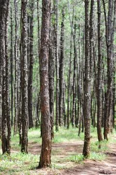 Pine forest Stock Photos