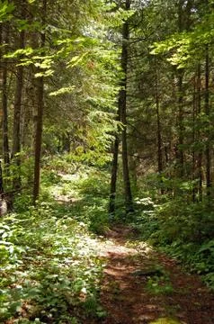 Pine forest Stock Photos