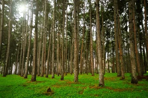 Pine forest Stock Photos