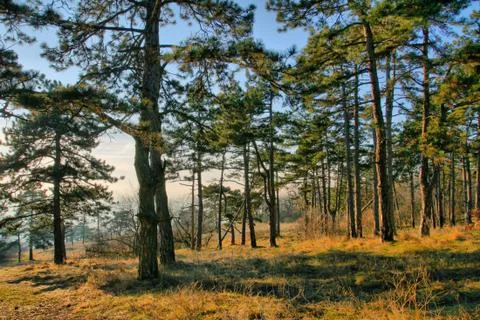 In a pine forest Stock Photos