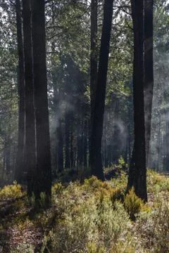 Pine forest Foto stock