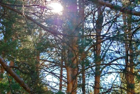 Pine forest Foto stock