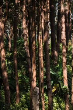 Pine forest Stock Photos