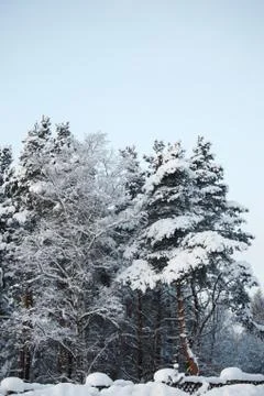 Pine forest Stock Photos