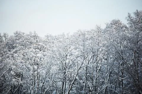 Pine forest Stock Photos