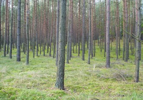 Pine forest Stock Photos