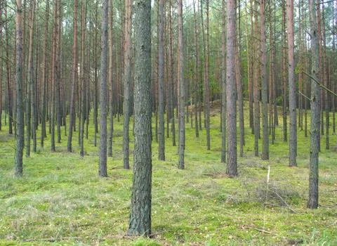 Pine forest Stock Photos