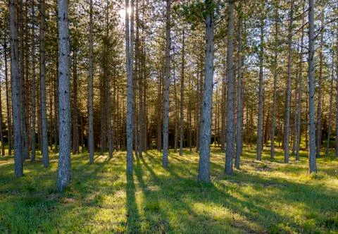 Pine forest Stock Photos