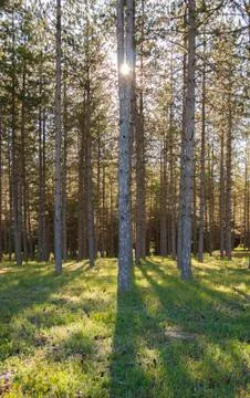 Pine forest Foto stock